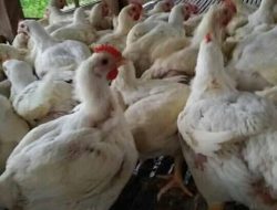 Harga Ayam Potong di Pasar Topoyo Masih Normal