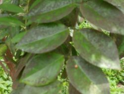 Hama Daun Menyerang, Peternak Kambing di Lembang Resah dan Gelisah