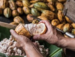 Tembus Rp 119 Ribu/Kg, Tanaman Kakao di Majene Kembali Dimanjakan