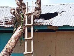Nyaris Timpa Penghuni Rumah, Pohon Tumbang Gegerkan Warga