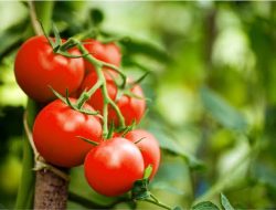 Jelang Idul Fitri, Harga Tomat di Pasar Sentral Majene Tembus Rp 28 Ribu Sekilo