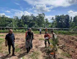 Komisi II DPRD Sulbar Kunker ke Kebun Induk UPTD BBIH dan BPPTP