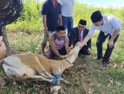 Bupati dan Wabup Majene Kompak Datangi Pemotongan Hewan Qurban di Rujab