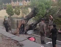 Angin Kencang, Pohon Tumbang Depan Kantor Bupati Majene