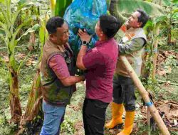 Tanah Subur Lebih Cepat Panen Pisang Cavendish, Pj Bahtiar Ajak Masyarakat Manfaatkan Potensi Untuk Mendukung Swasembda