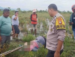Mayat Ditemukan Tengkurap di Sawah, Gegerkan Warga Desa Kurma Mapilli