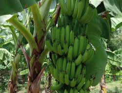 Program Cavendish Pj Bahtiar Berhasil,Petani Sulbar Akan Panen, Raup 1 Miliar