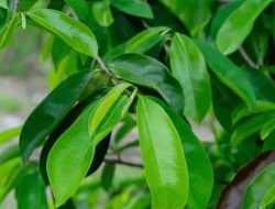 Delapan Manfaat Daun Sirsak yang Jarang Diketahui Orang