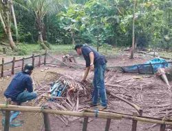 Pemberantasan Judi Sabung Ayam di Desa Lembang Lembang, Sarana Sambung Langsung Dibakar