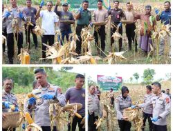 Perkuat Ketahanan Pangan Polres Majene Gelar Panen Raya Jagung 1 Juta Hektar
