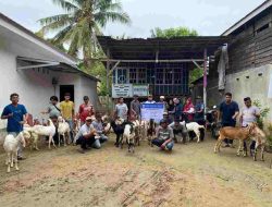 DinasTPHP Sulbar Distribusikan Bantuan Ternak Kambing untuk Dukung Program Gubernur dan Wagub Sulbar