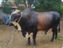 Pemprov Sulbar bersama16 OPD Kurban Jelang Idul Adha, Bakal Dibagikan ke Masyarakat dan Daerah Terdampak Stunting