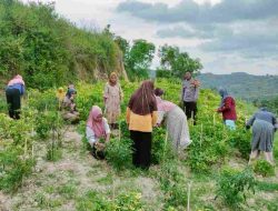 Bhabinkamtibmas Pamboborang Dorong Petani Cabai Rawit Majene Tingkatkan Produktivitas Demi Ketahanan Pangan Nasional