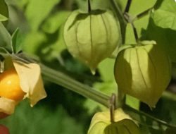 “Lepuk Lepuk” alias Ciplukan: Buah Kecil Rasa Segar, Kaya Manfaat Besar untuk Kesehatan
