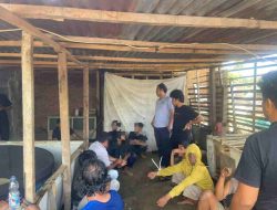 Polres Polman Gerebek Perjudian Sabung Ayam di BTN Yosi, 12 Orang Ditangkap