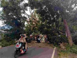 Pohon Tumbang Lumpuhkan Jalur Poros Polman–Mamasa, Polisi dan Warga Berjuang Evakuasi di Tengah Hujan Sore