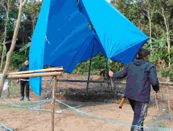 Kapolsek Tapango Pimpin Penggerebekan, Arena Sabung Ayam di Kalimbua Dibakar Polisi