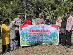 Polsek Sendana Bersama Pemdes Tallu Banua Gelar Penanaman Jagung, Wujud Dukungan Program Swasembada Pangan 2025