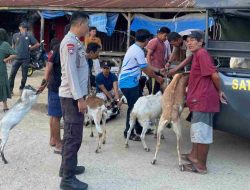 Polres Polman – Penertiban Hewan Ternak Liar di Kelurahan Lantora, Kecamatan Polewali
