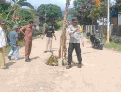 Warga Tanam Pohon Pisang di Jalan Rusak, Polisi Turun Tangan Redam Aksi Protes di Polman