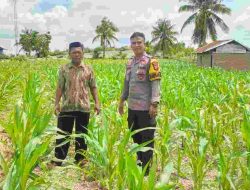 Dukung Ketahanan Pangan Nasional, Bhabinkamtibmas di Majene Turun Langsung Awasi Pertumbuhan Jagung Petani