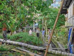 Diterjang Angin Kencang, Pohon Kelapa Roboh Timpa Rumah Warga Tinambung