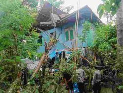 Pohon Kelapa Mati Tumbang Timpa Rumah di Polewali Mandar, Tidak Ada Korban Jiwa