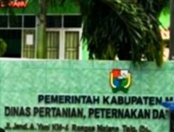 Bantuan Benih Jagung di Majene Terungkap: Seluruhnya dari Kementan, Peran Provinsi Sulbar Nihil