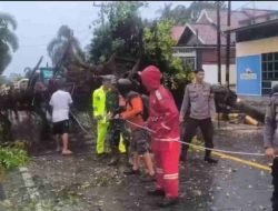 Angin Kencang Robohkan Pohon di Jalur Trans Sulawesi Majene, Lalu Lintas Normal dalam Sejam Berkat Sinergi Aparat