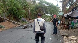 Hujan Intensitas Tinggi Disertai Angin Kencang di Mamuju, Pusdalops BPBD Sulbar Terima Informasi Pohon Tumbang di Dua Lokasi