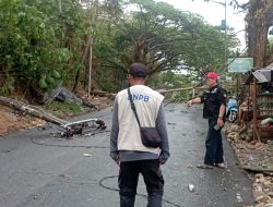 Hujan Intensitas Tinggi Disertai Angin Kencang di Mamuju, Pusdalops BPBD Sulbar Terima Informasi Pohon Tumbang di Dua Lokasi